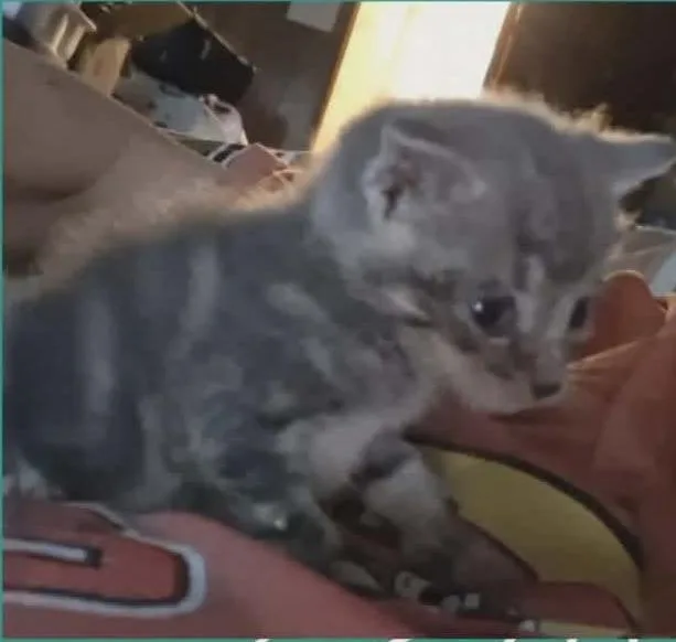 A baby small-sized female Domestic Short Hair cat named Maple for adoption in Olney, IL