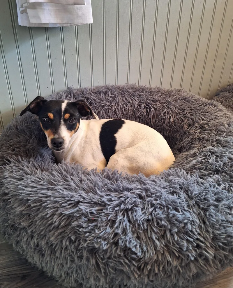 Dollie aka Dahlia