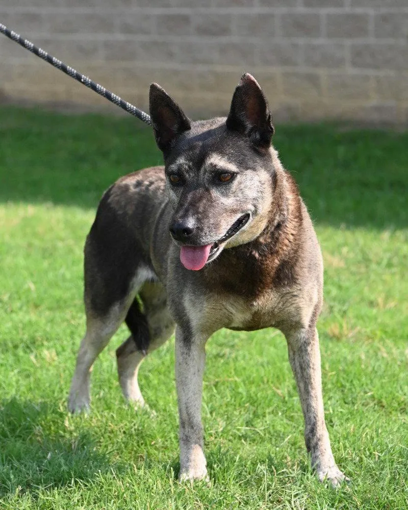 An adult medium-sized female Pit Bull Terrier dog named DI Gertie for adoption in Glen Allen, VA