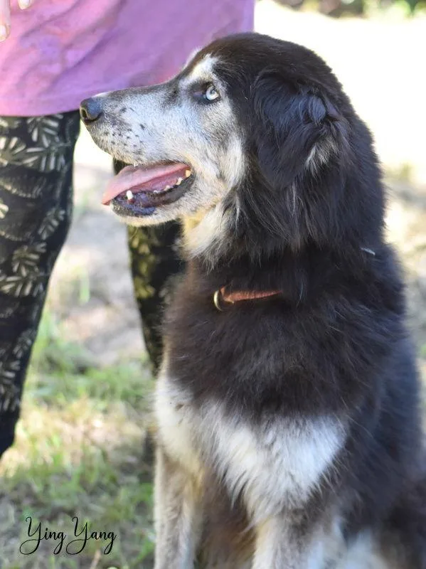 Ying Yang thumbnail 2