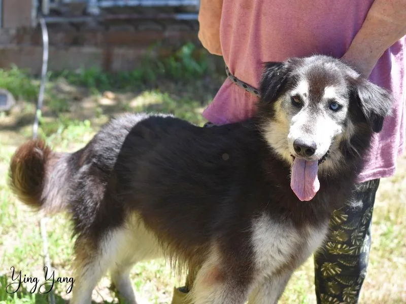 Ying Yang thumbnail 3