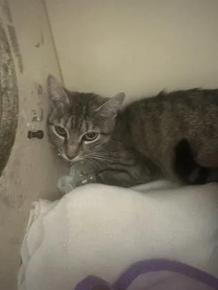 A baby medium-sized female Domestic Short Hair cat named Queen Elinor for adoption in Chamblee, GA