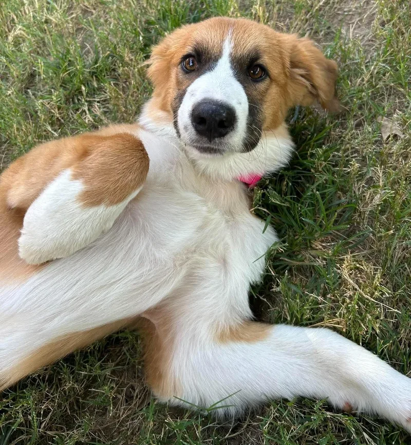 A baby large-sized female Brown / Chocolate Great Pyrenees dog named Ruth for adoption in Kiowa, OK