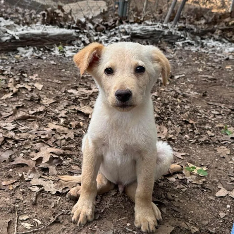 A baby medium-sized male Apricot / Beige Labrador Retriever dog named Connor for adoption in Columbia, MD