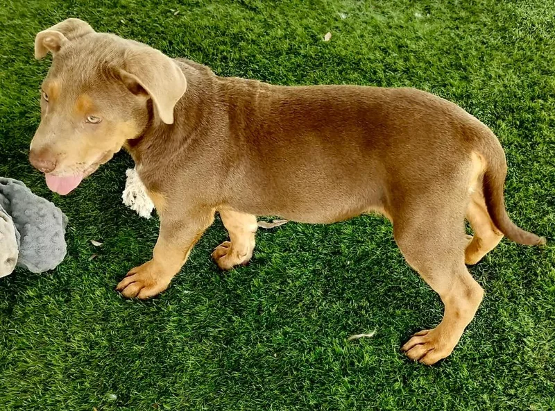 A baby large-sized male Weimaraner dog named Aidenmo Old Puppy! for adoption in Fort Myers, FL