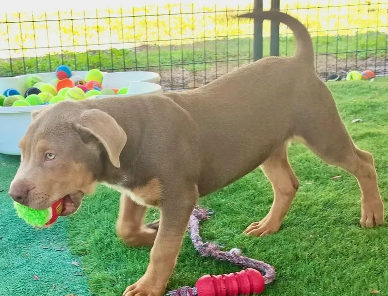 Aidenmo Old Puppy! thumbnail 2