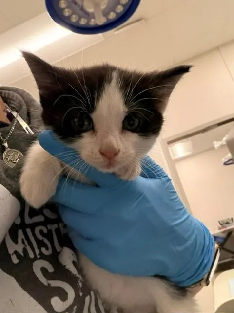 A baby small-sized male Domestic Medium Hair cat named Peter for adoption in Baytown, TX