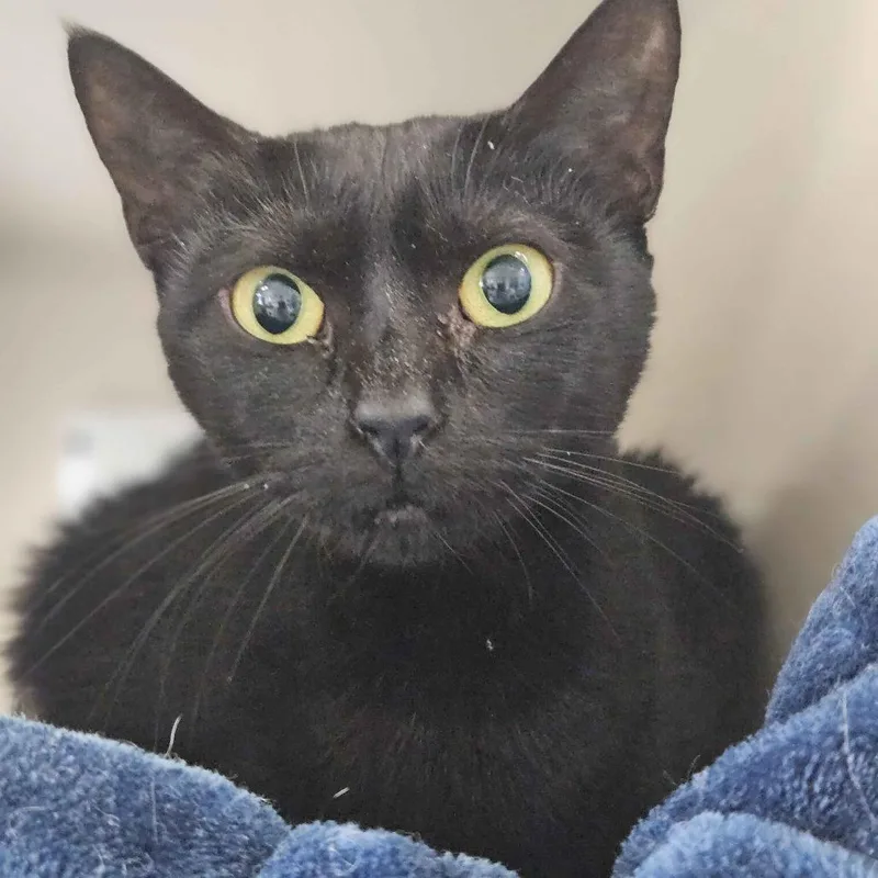 An adult large-sized female Black Domestic Short Hair cat named Monkey for adoption in Gloucester, VA