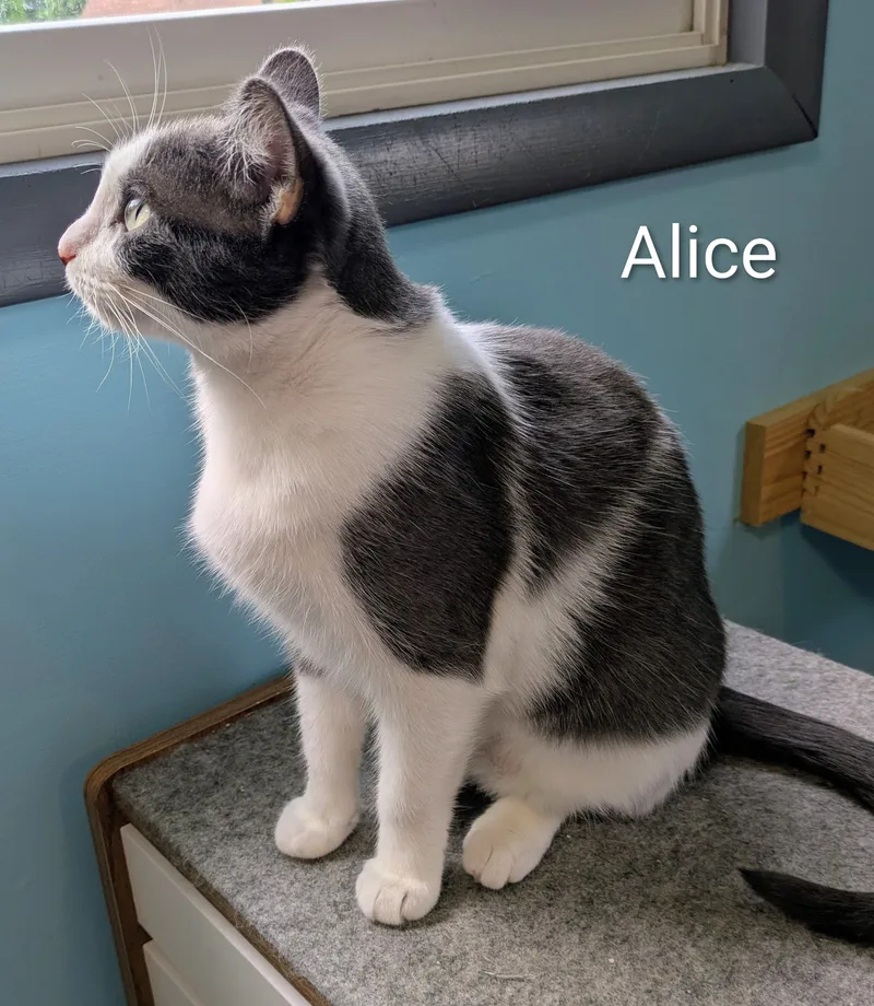 Alice thumbnail 3