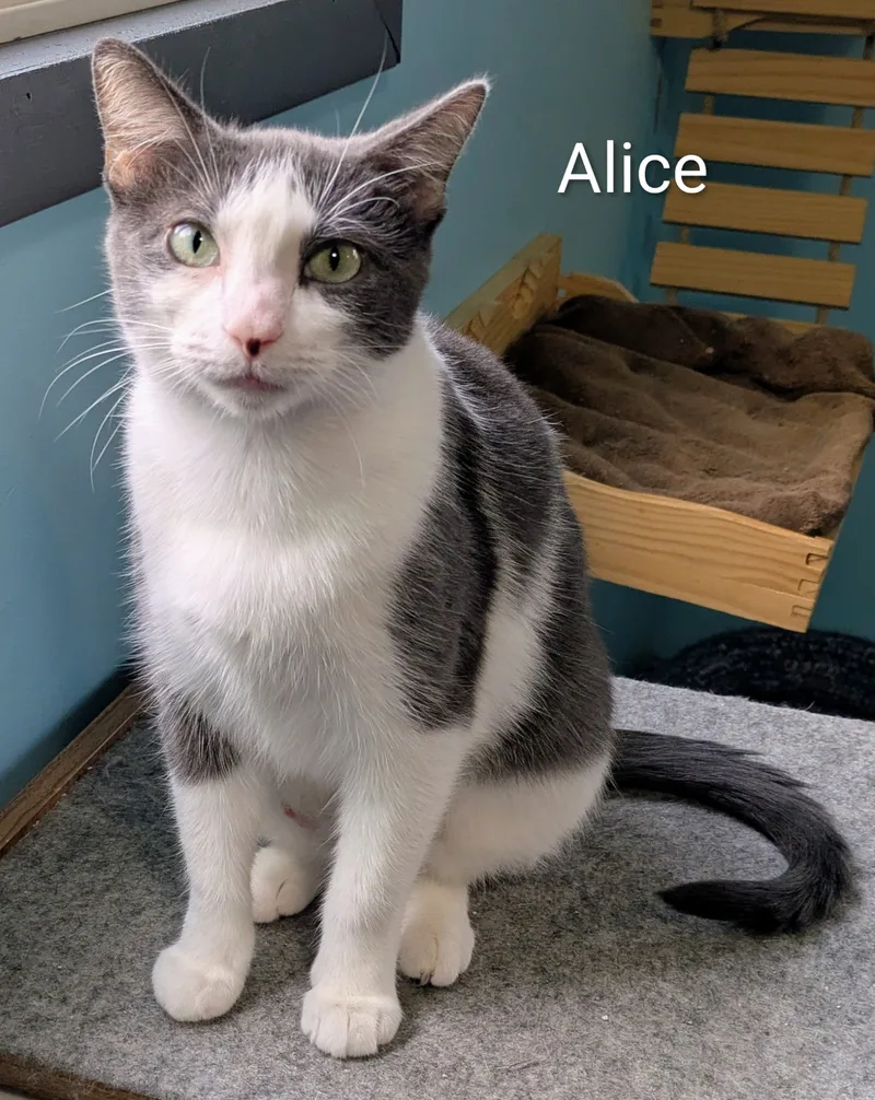Alice thumbnail 5