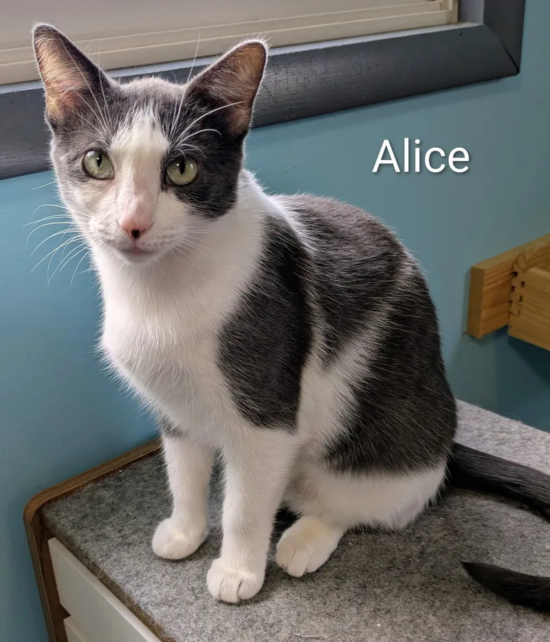 Alice thumbnail 2