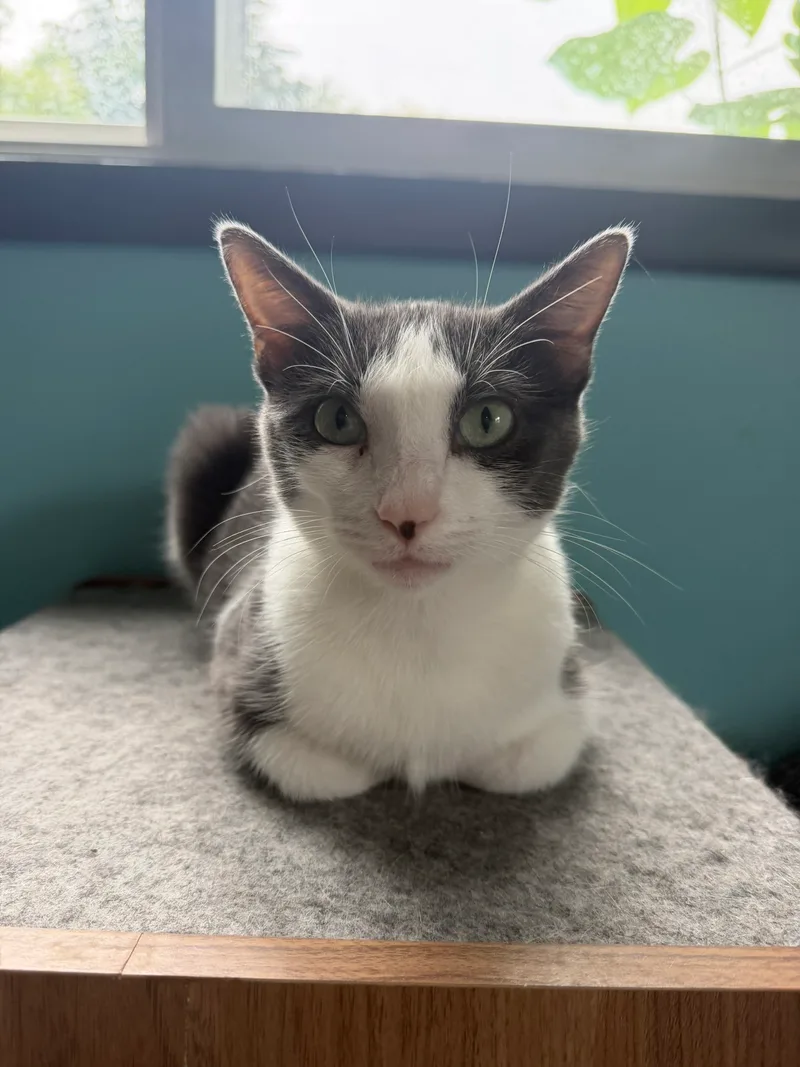A young small-sized female Gray Domestic Short Hair cat named Alice for adoption