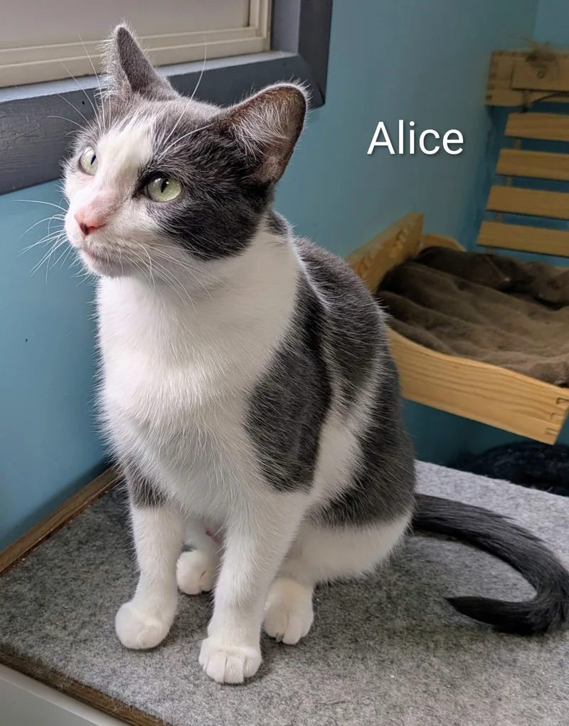 Alice thumbnail 4