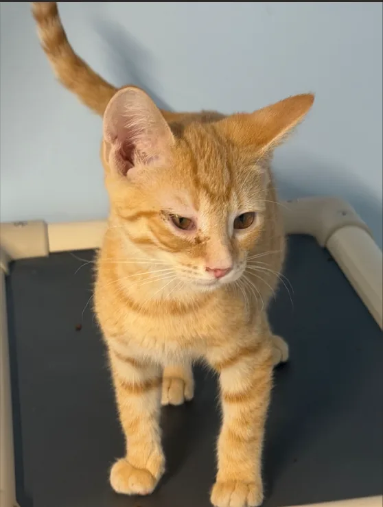 A baby small-sized male Ginger Domestic Short Hair cat named Aragorn for adoption