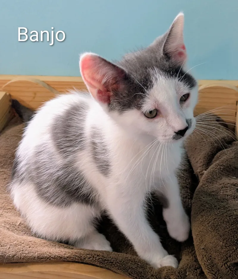 Banjo thumbnail 3