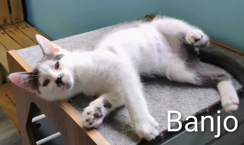 A baby small-sized male Gray Domestic Short Hair cat named Banjo for adoption
