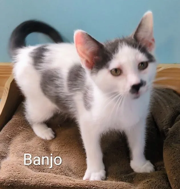 Banjo thumbnail 5