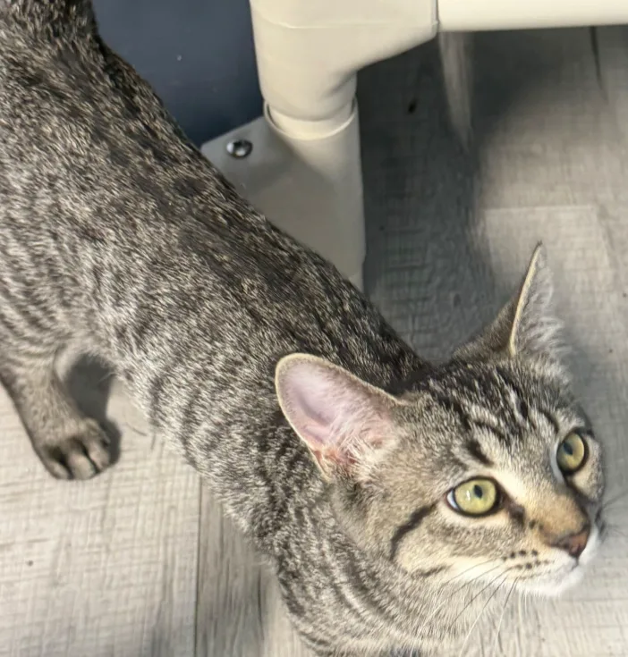 A baby small-sized male Domestic Short Hair cat named Banner for adoption