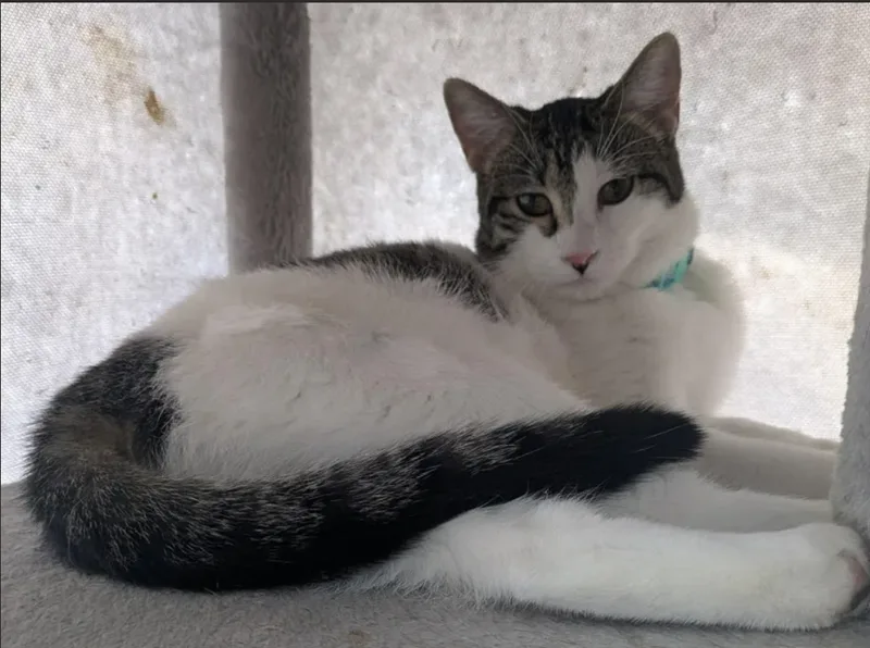 A young small-sized female Domestic Short Hair cat named Belvita for adoption
