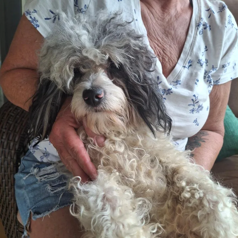 An adult medium-sized male White / Cream Poodle dog named Benji for adoption in Lima, OH
