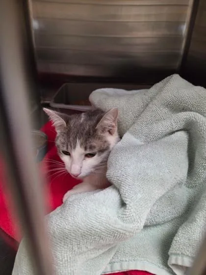 A young small-sized female Domestic Short Hair cat named Taffy for adoption in St. Anne, IL
