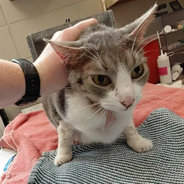 A young medium-sized female Domestic Short Hair cat named Mouse for adoption in Huntsville, AL