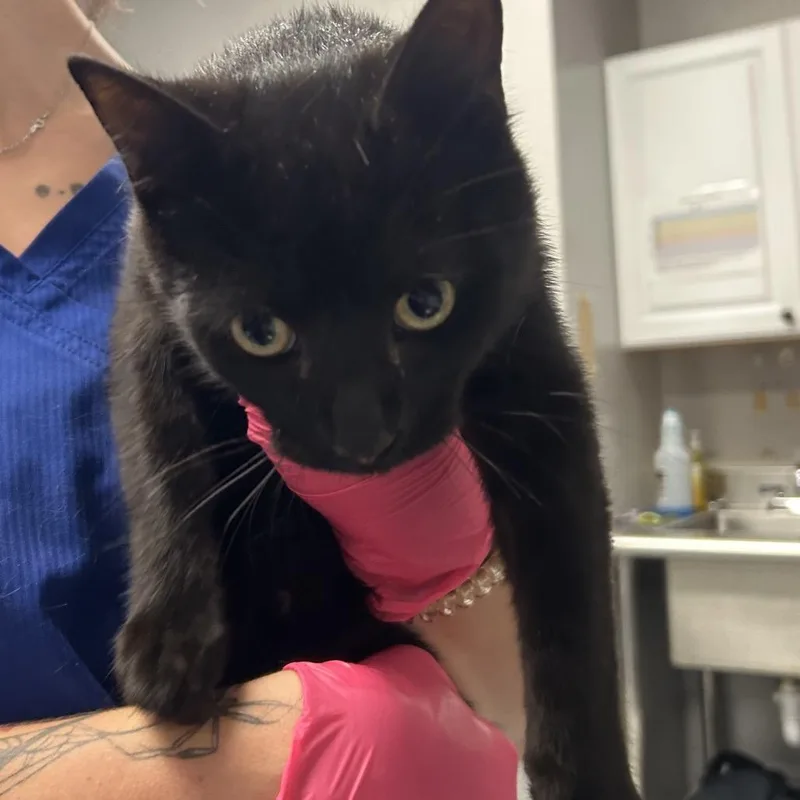 An adult medium-sized male Black Domestic Short Hair cat named Sunshine for adoption in Greenville, SC