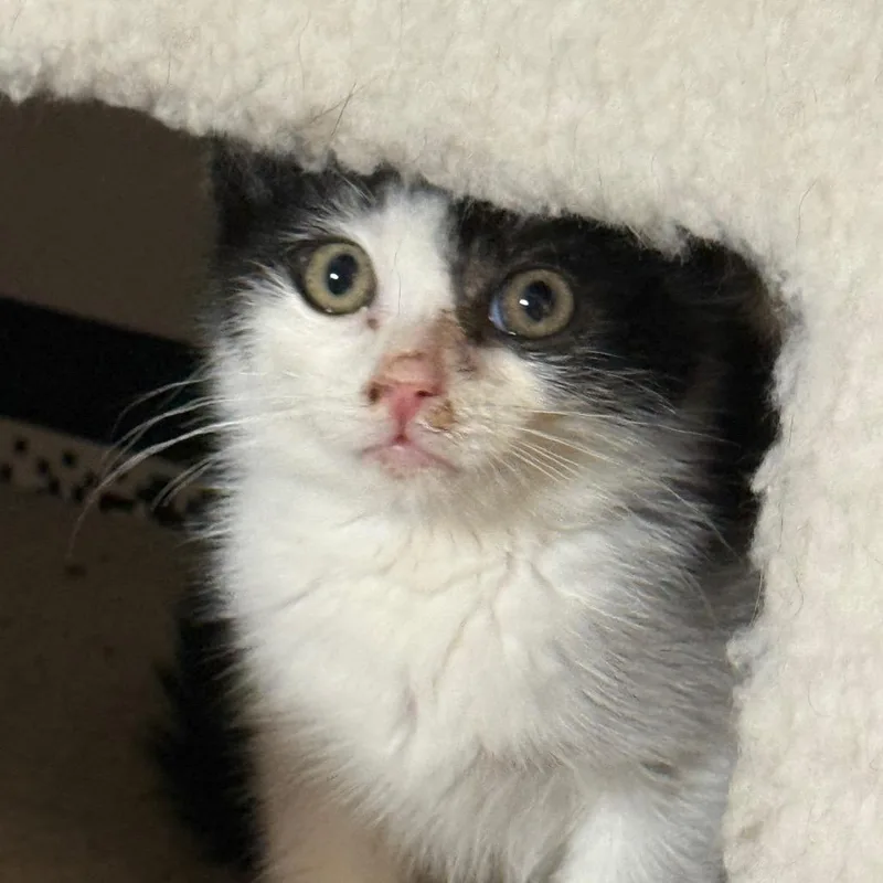 A baby small-sized male Black Domestic Short Hair cat named Cyrus for adoption in Middle Village, NY