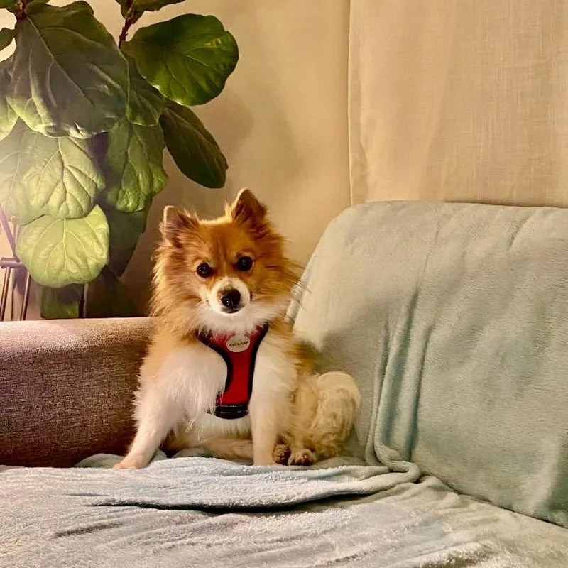 FRIDA bonded to OSO