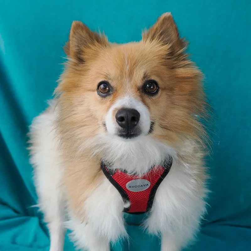 FRIDA bonded to OSO thumbnail 2