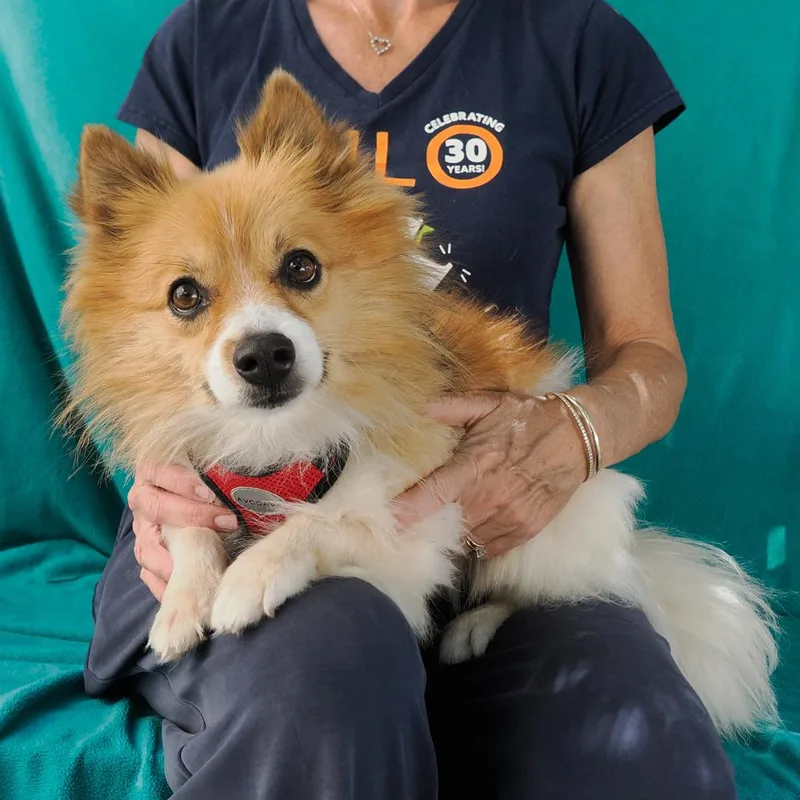 FRIDA bonded to OSO thumbnail 5