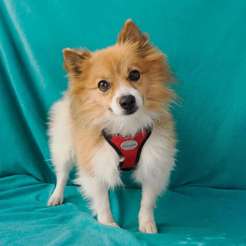 FRIDA bonded to OSO thumbnail 6