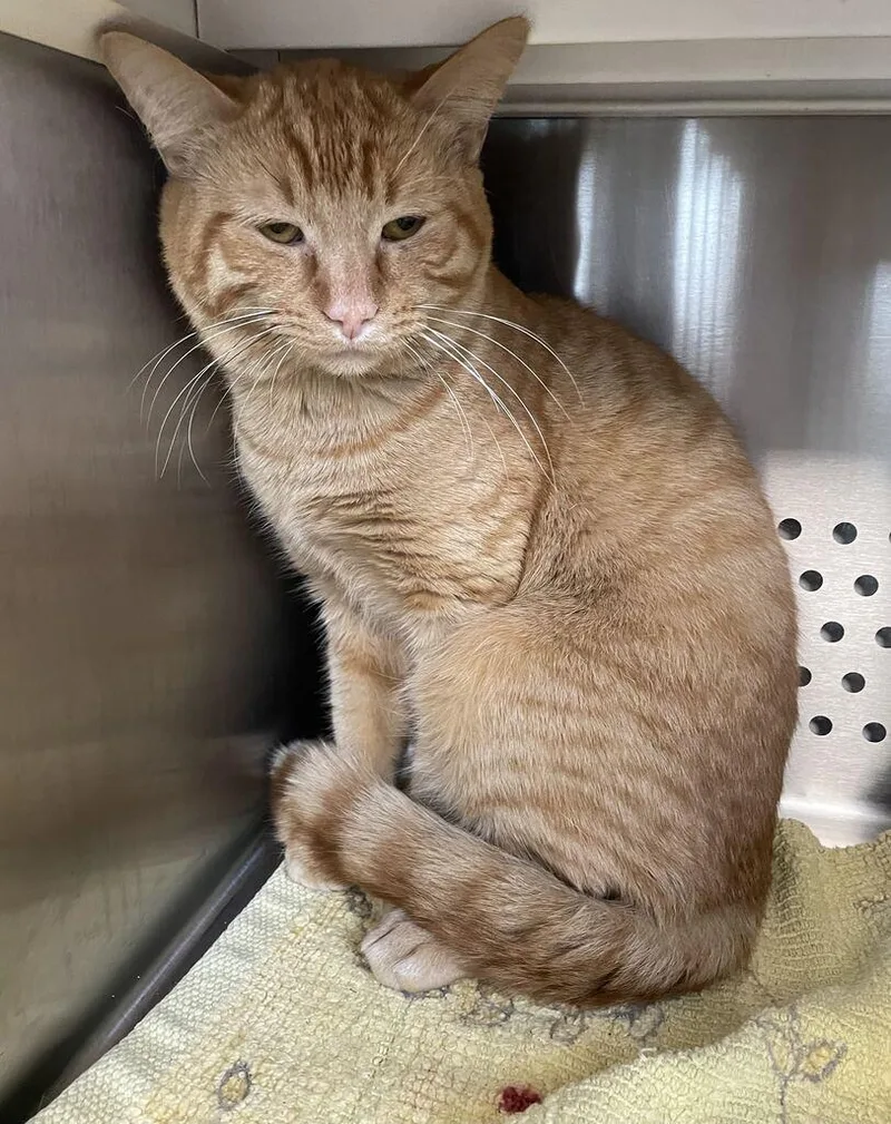 A young medium-sized male Orange / Red Domestic Short Hair cat named Handsome for adoption in Jackson, MI