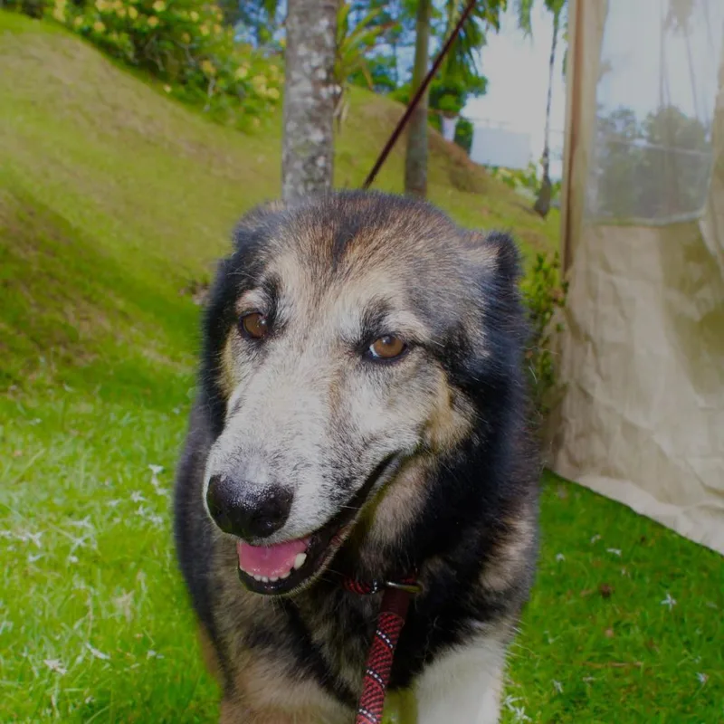 A senior medium-sized female Black Siberian Husky dog named Lola for adoption in San Juan, PR