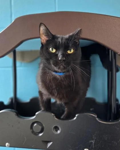 An adult large-sized male Domestic Short Hair cat named Moonlight for adoption in Westland, MI