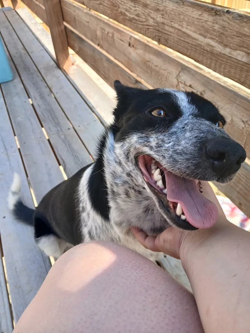 A young medium-sized female Black Australian Cattle Dog / Blue Heeler dog named Roxy for adoption in Riverton, WY
