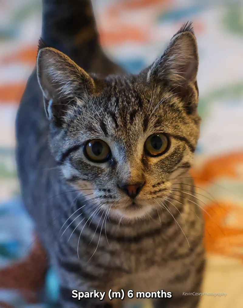 A baby small-sized male Grey Tabby cat named Sparky for adoption in Riverton, WY