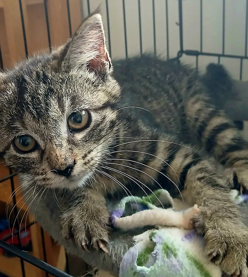 A baby small-sized female Tabby cat named Aurora for adoption in Riverton, WY
