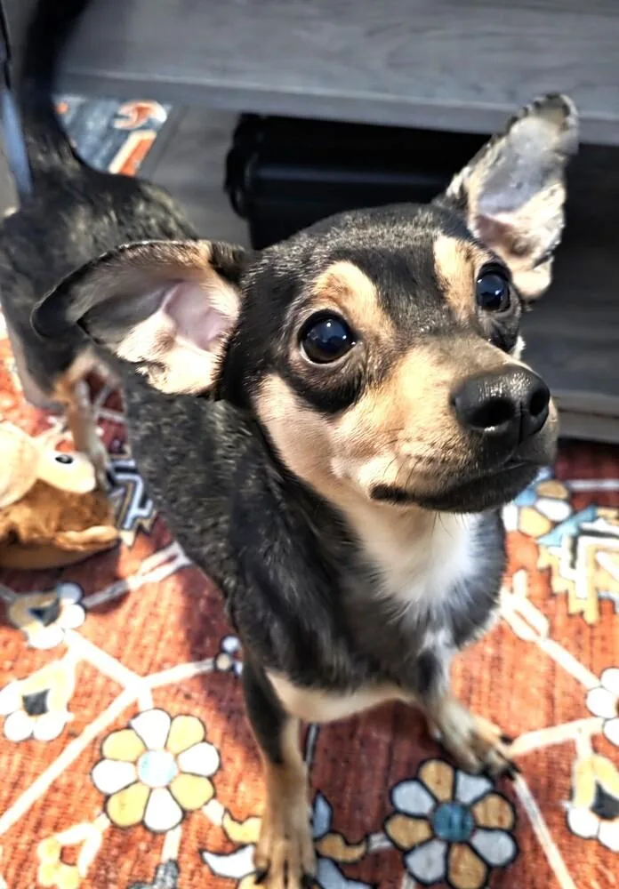 Joey thumbnail 2