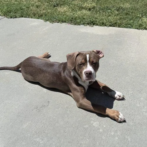 A baby medium-sized male Tricolor (Brown, Black, & White) American Staffordshire Terrier dog named Ross for adoption in Georgetown, KY
