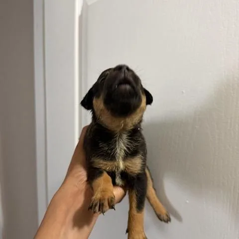 Scout