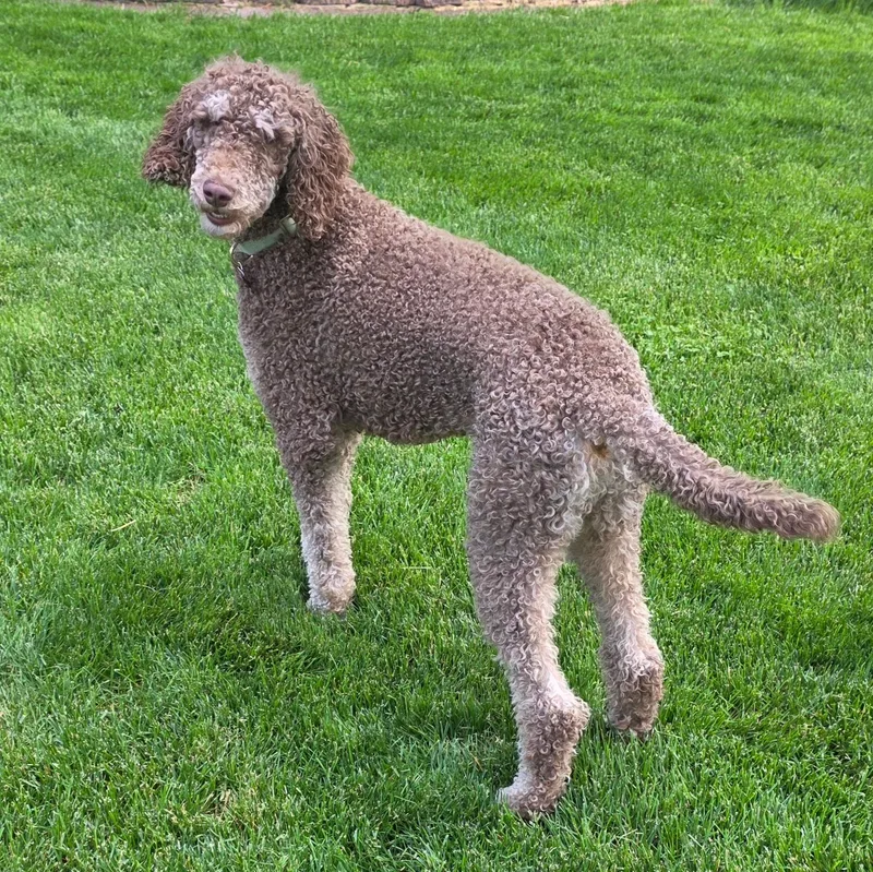 A young medium-sized male Brown / Chocolate Standard Poodle dog named Phoenix for adoption in Lisbon, IA