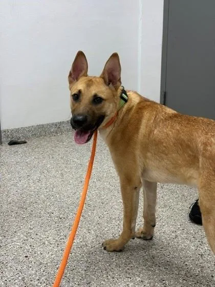 An adult medium-sized male German Shepherd Dog dog named Udon for adoption in Gastonia, NC