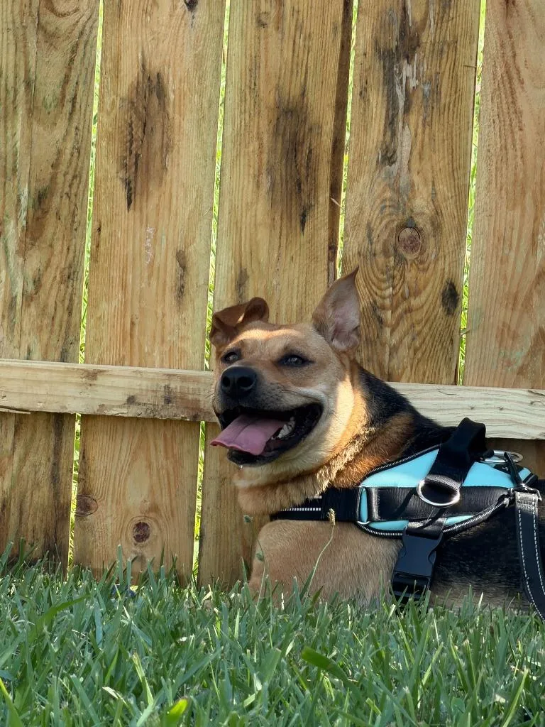 A young medium-sized female Mixed Breed dog named Jesse for adoption in Centralia, IL