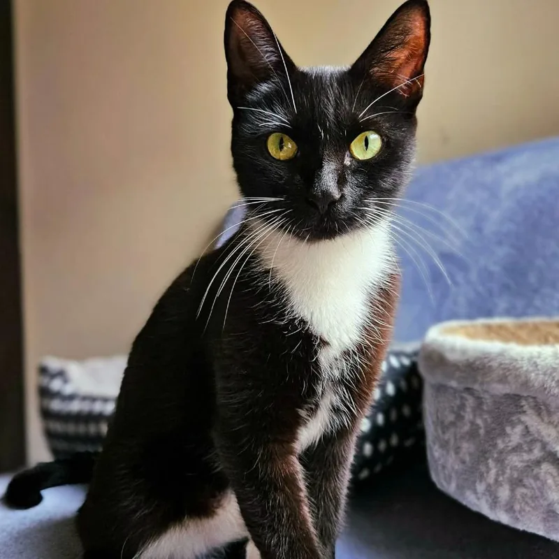 A young small-sized female Domestic Short Hair cat named Indie for adoption in Houston, TX