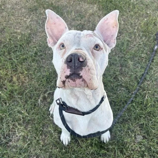 A young medium-sized female American Staffordshire Terrier dog named Star for adoption in San Antonio, TX