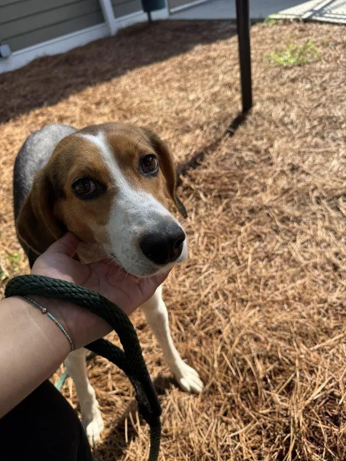 An adult large-sized female Hound dog named Ember for adoption in Hilton Head Island, SC