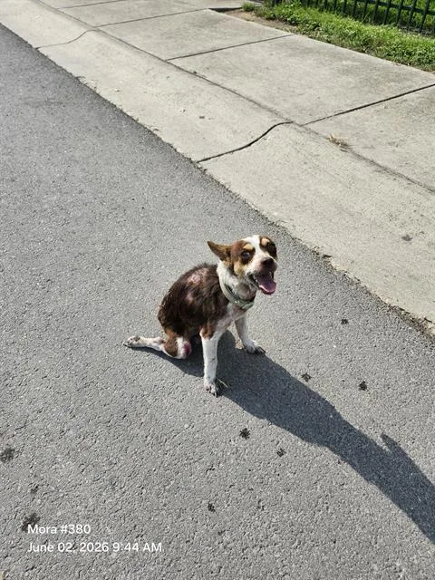 A young small-sized male Chihuahua dog named Monkey for adoption in San Antonio, TX