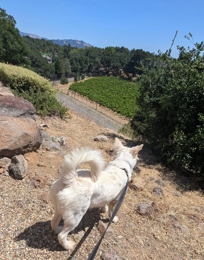 A young medium-sized female White / Cream Collie dog named Sugar for adoption in Santa Rosa, CA