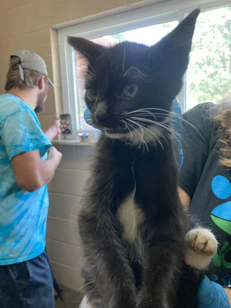 A baby medium-sized male Domestic Short Hair cat named Toast for adoption in Burnsville, NC